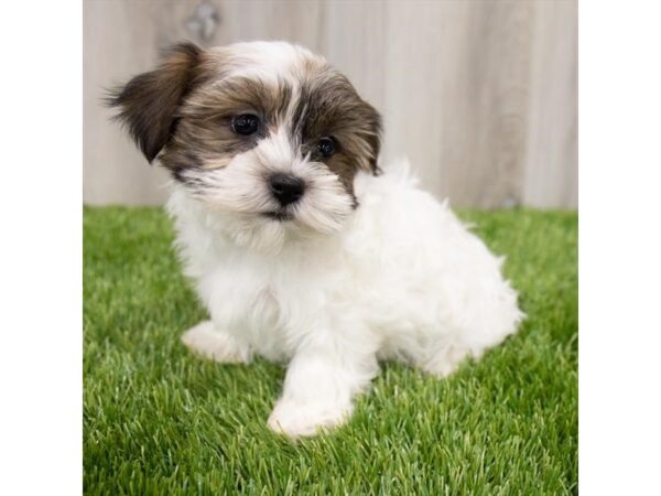 Shorkie DOG Female Gold / White 28955 Petland Frisco, Texas