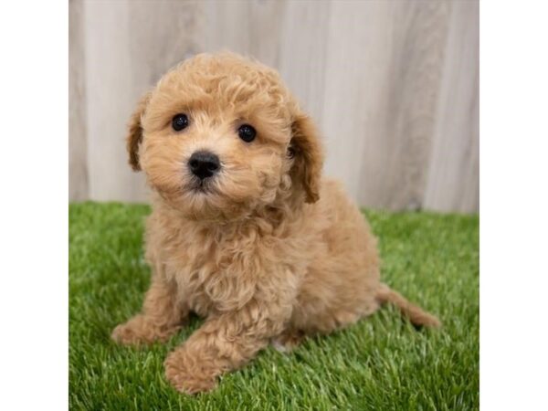 Bichapoo DOG Male Apricot 28953 Petland Frisco, Texas