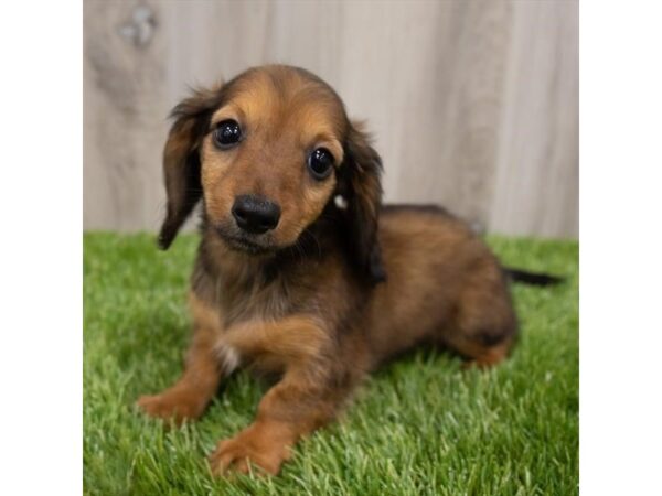 Dachshund-DOG-Female-Wild Boar-28930-Petland Frisco, Texas