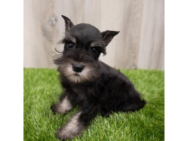 Miniature Schnauzer-DOG-Female-Black / Silver-28933-Petland Frisco & Mckinney, Texas