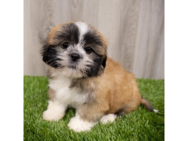 Lhasa Apso DOG Female Golden 28941 Petland Frisco, Texas