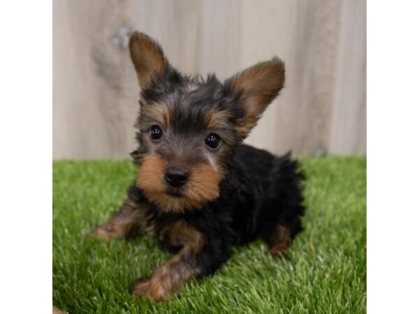 Silky Terrier DOG Female Black / Tan 28942 Petland Frisco, Texas