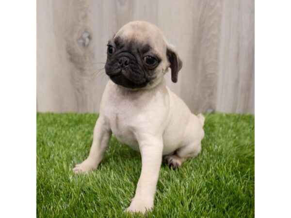 Pug DOG Male Fawn 28938 Petland Frisco, Texas