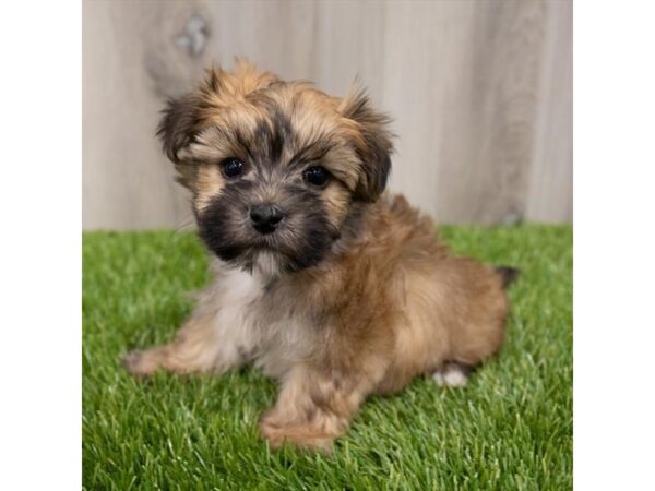 Morkie DOG Male 28954 Petland Frisco, Texas