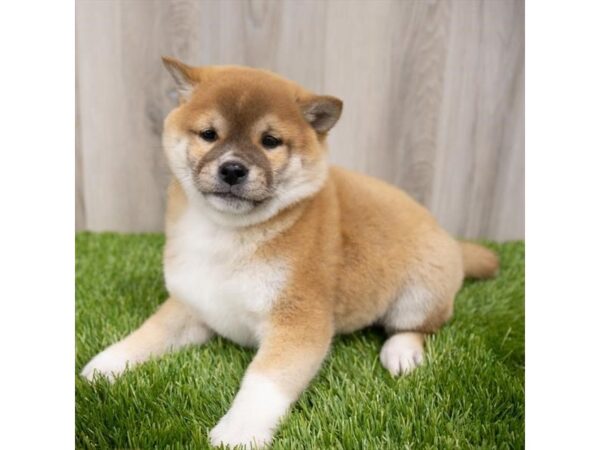 Shiba Inu-DOG-Male-Red-28939-Petland Frisco & Mckinney, Texas