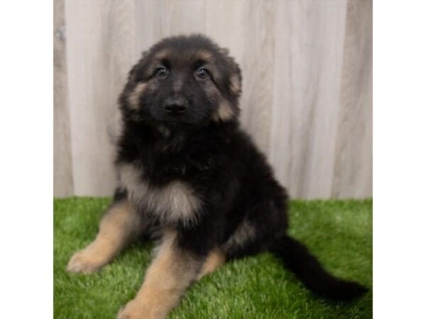 German Shepherd Dog-DOG-Female-Black / Tan-28946-Petland Frisco, Texas