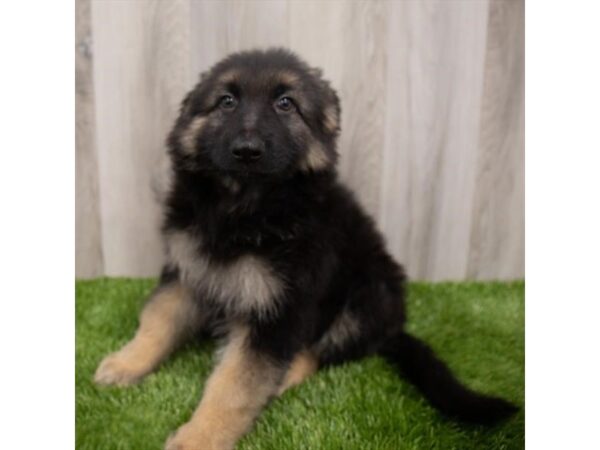 German Shepherd Dog DOG Female Black / Tan 28946 Petland Frisco, Texas