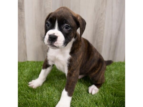 Boxer DOG Male Brindle 28927 Petland Frisco, Texas