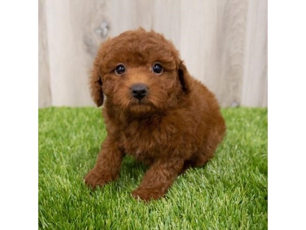 Miniature Poodle-DOG-Female-Dark Red-28937-Petland Frisco, Texas