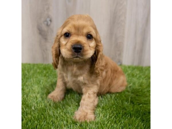 Cocker Spaniel DOG Male Red 28929 Petland Frisco, Texas