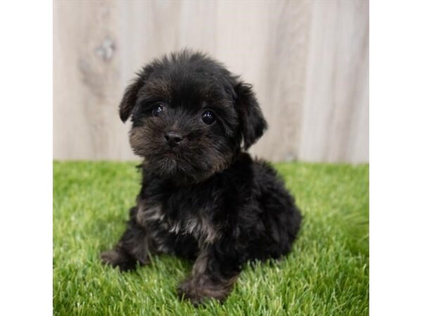 Yorkiepoo DOG Female Black 28957 Petland Frisco, Texas