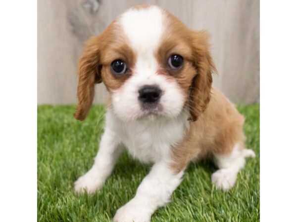 Cavalier King Charles Spaniel DOG Female Blenheim 28928 Petland Frisco, Texas