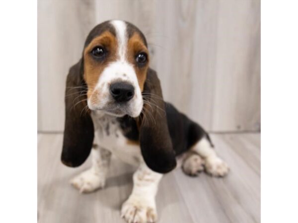 Basset Hound DOG Female Black White / Tan 28814 Petland Frisco, Texas