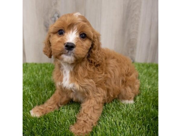Cavapoo-DOG-Male-RED-28959-Petland Frisco & Mckinney, Texas
