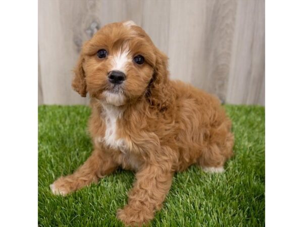 Cavapoo DOG Male RED 28959 Petland Frisco, Texas