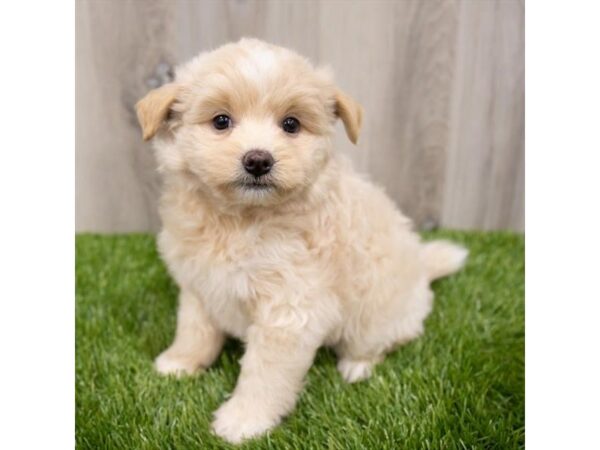 Pomapoo DOG Male Chocolate 28958 Petland Frisco, Texas