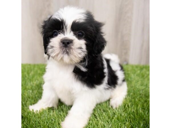 Shih Tzu-DOG-Male-Black and White-28960-Petland Frisco & Mckinney, Texas