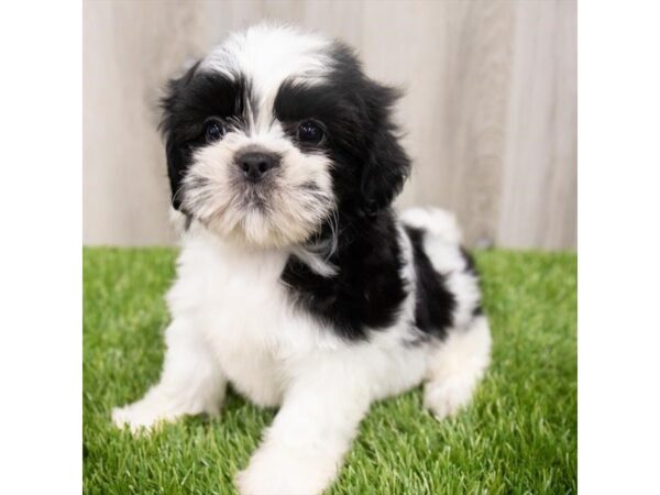 Shih Tzu-DOG-Male-Black and White-28960-Petland Frisco, Texas