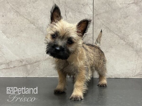 Cairn Terrier DOG Female Wheaten 28989 Petland Frisco, Texas