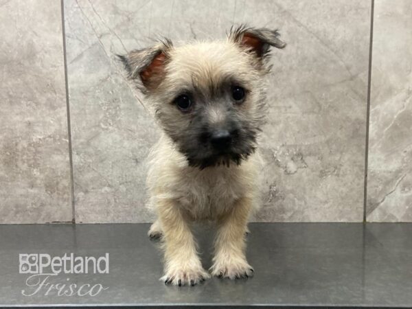 Cairn Terrier DOG Male Wheaten 28988 Petland Frisco, Texas