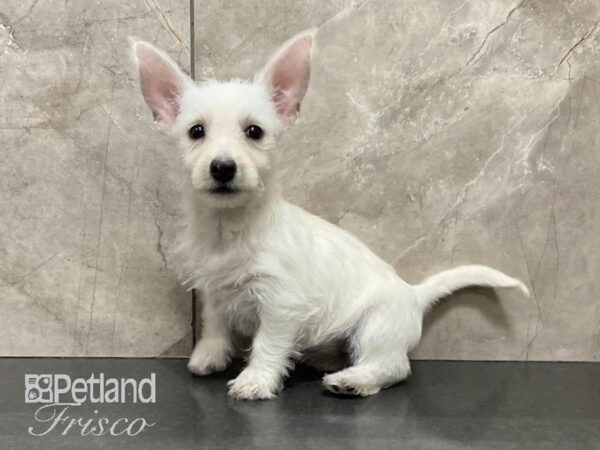 West Highland White Terrier DOG Female White 28987 Petland Frisco, Texas