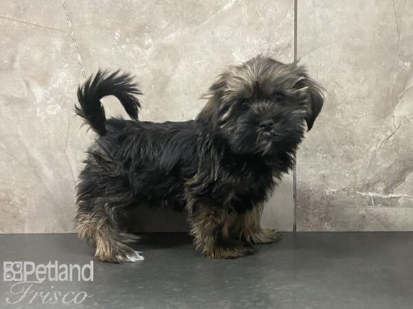 Shorkie DOG Female Red Sable 28986 Petland Frisco, Texas