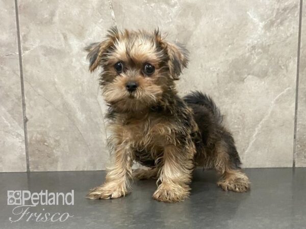 Shorkie DOG Male Red Sable 28985 Petland Frisco, Texas