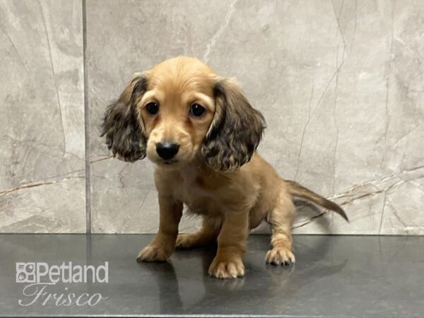 Miniature Dachshund-DOG-Female-Chocolate Sable-28984-Petland Frisco & Mckinney, Texas