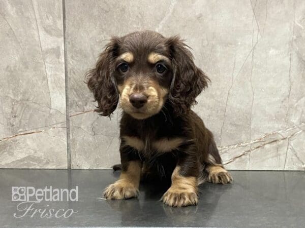 Miniature Dachshund DOG Male Chocolate and Tan 28983 Petland Frisco, Texas