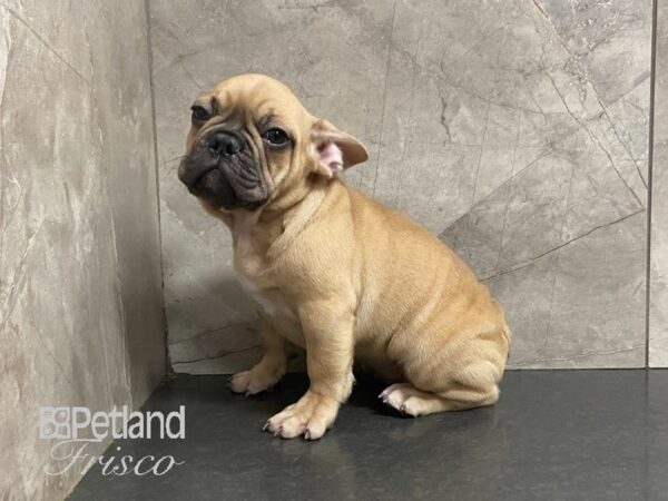 French Bulldog-DOG-Male-Fawn with Merle Markings-28980-Petland Frisco & Mckinney, Texas