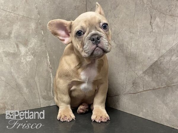French Bulldog-DOG-Female-Fawn with Merle Markings-28979-Petland Frisco & Mckinney, Texas