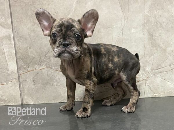 French Bulldog-DOG-Male-CHOC MERLE-28978-Petland Frisco & Mckinney, Texas