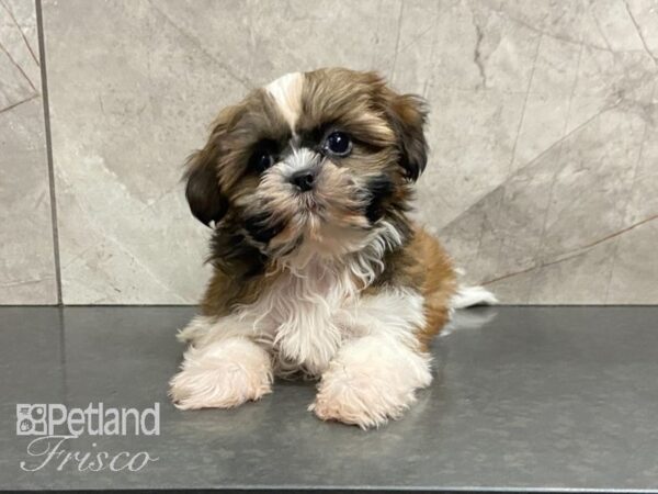 Shih Tzu-DOG-Male-Sable and White-28976-Petland Frisco & Mckinney, Texas
