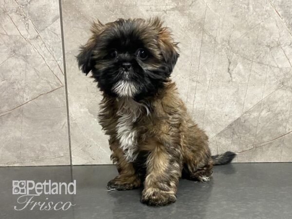 Shih Tzu-DOG-Male-Sable-28975-Petland Frisco & Mckinney, Texas
