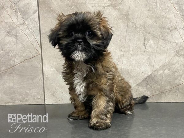 Shih Tzu-DOG-Male-Sable-28975-Petland Frisco, Texas