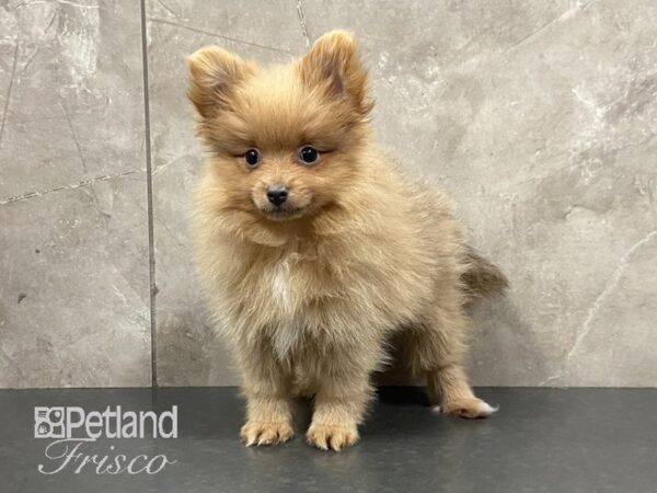 Pomeranian-DOG-Female-Red and White-28974-Petland Frisco, Texas