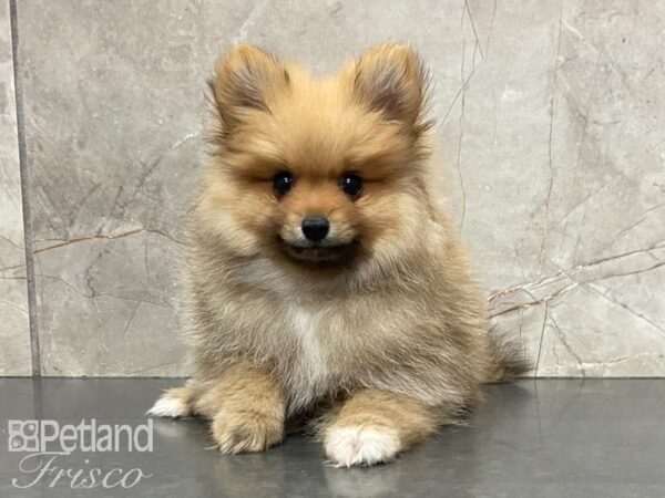 Pomeranian-DOG-Male-Red and White-28973-Petland Frisco, Texas