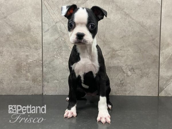 Boston Terrier DOG Female Black and White 28972 Petland Frisco, Texas