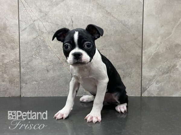 Boston Terrier DOG Male Black and White 28971 Petland Frisco, Texas