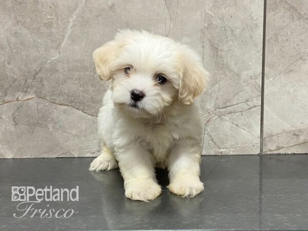 Teddy Bear-DOG-Male-Cream-28970-Petland Frisco, Texas