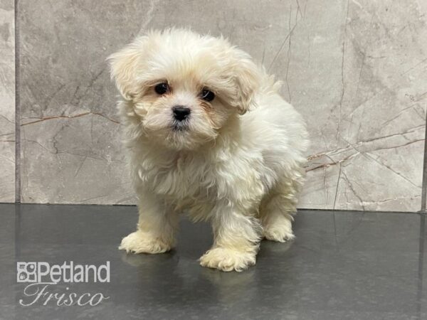 Teddy Bear-DOG-Female-Cream-28969-Petland Frisco & Mckinney, Texas