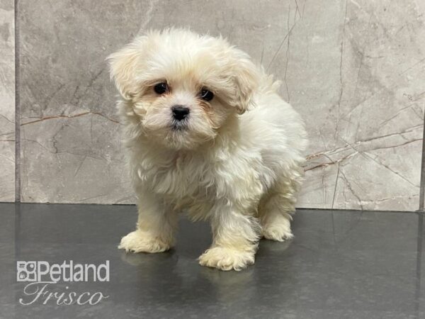 Teddy Bear-DOG-Female-Cream-28969-Petland Frisco, Texas