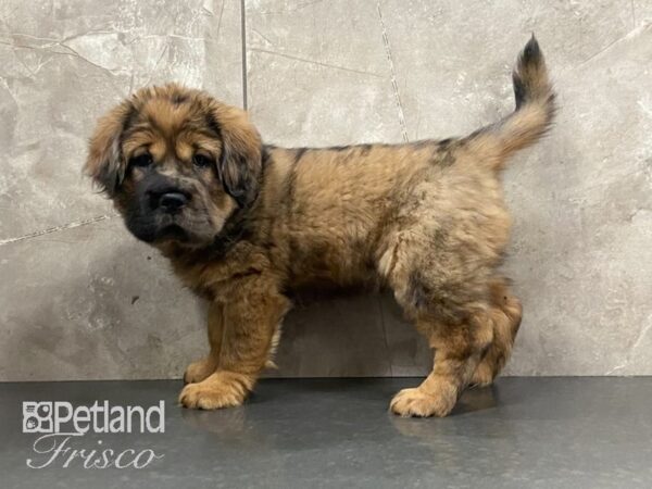 Mini Hippo-DOG-Female-Red Sable-28968-Petland Frisco & Mckinney, Texas