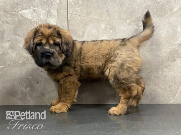 Mini Hippo DOG Female Red Sable 28968 Petland Frisco, Texas