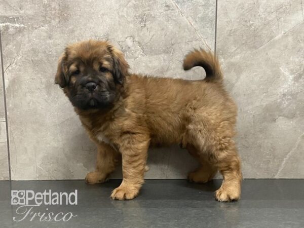 Mini Hippo DOG Male Red Sable 28967 Petland Frisco, Texas