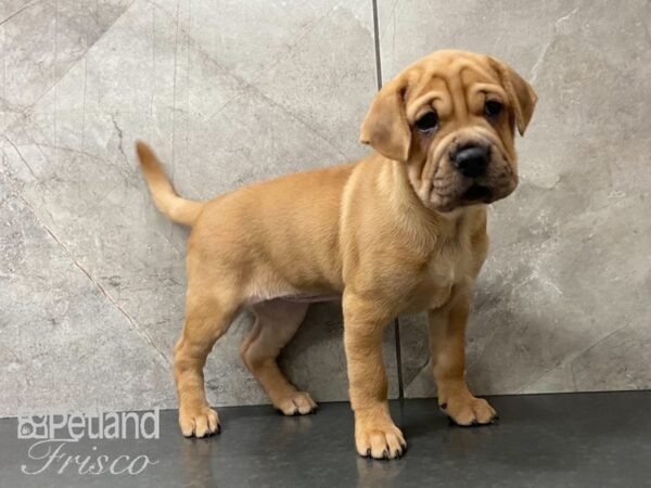 Mini Hippo-DOG-Female-Fawn-28966-Petland Frisco, Texas