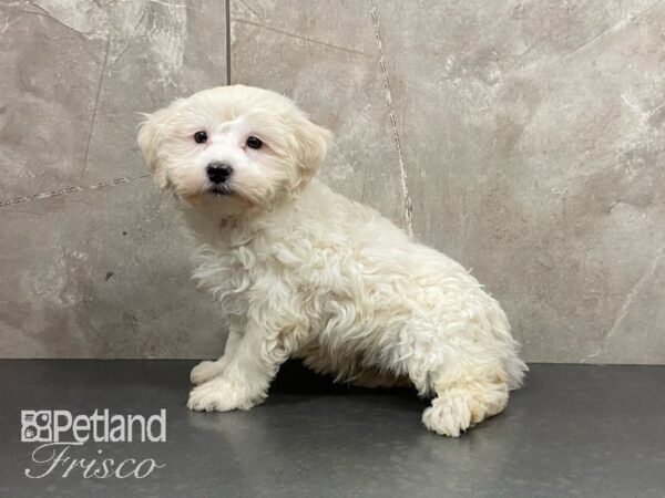 F1B Mini Goldendoodle DOG Male Cream 28965 Petland Frisco, Texas