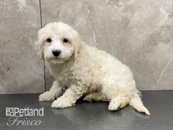 F1B Mini Goldendoodle-DOG-Male-Cream-28964-Petland Frisco & Mckinney, Texas