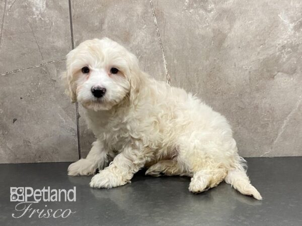 F1B Mini Goldendoodle-DOG-Male-Cream-28964-Petland Frisco, Texas