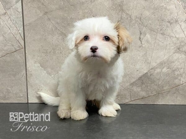 Maltipoo-DOG-Male-White with Chocolate Markings-28963-Petland Frisco, Texas